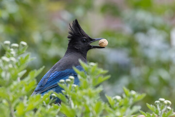 Stellers Jay bird