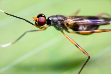 Macro Photo of Stilt Legged Fly or Rainieria Antennaepes on Green Leaf