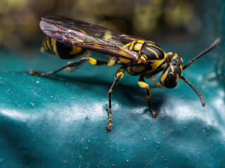 Macro Photography of Wasp on Turquoise Floor