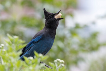 Stellers Jay bird