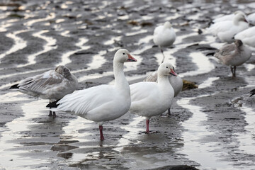 White snow goose