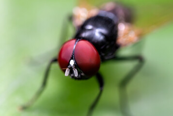 Macro Photo of Black Blowfly on Green Leaf