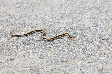 Fototapeta premium red garter snake