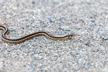 red garter snake