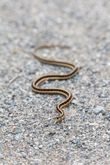 red garter snake