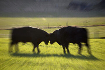bulls will be bulls