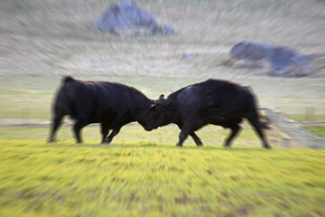 bulls will be bulls