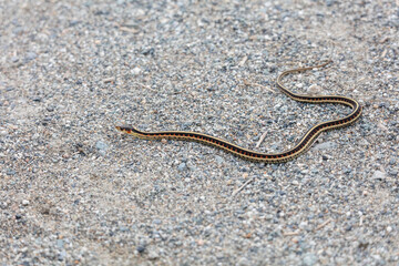 red garter snake