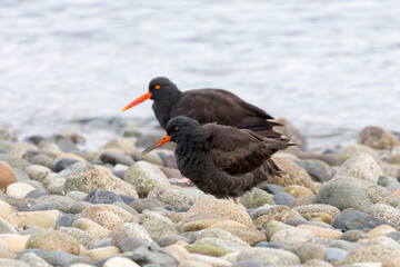 Black Oystercatcher bird