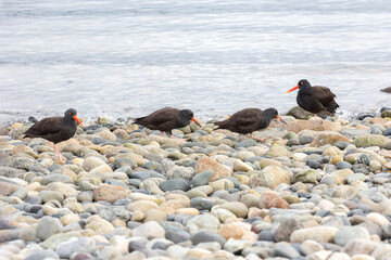 Black Oystercatcher bird