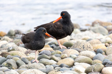 Black Oystercatcher bird