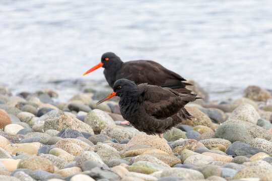 Black Oystercatcher Bird