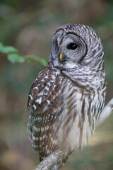 Barred Owl bird