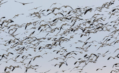 White snow goose
