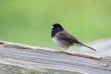 Dark-eyed Junco bird