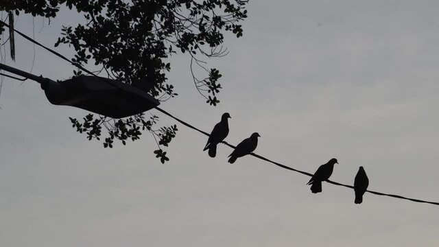 Silhouette group of pigeons stand at electric wire.