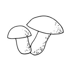 two boletus mushrooms sketch hand drawn doodle. single element for design card, icon, poster, vector, monochrome, minimalism. nature, plant, food.
