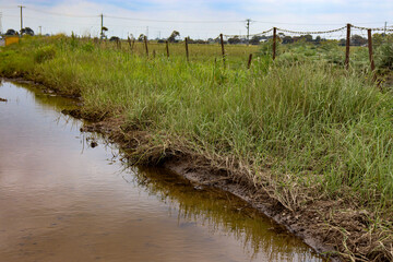 puddle of water alongside long grass
