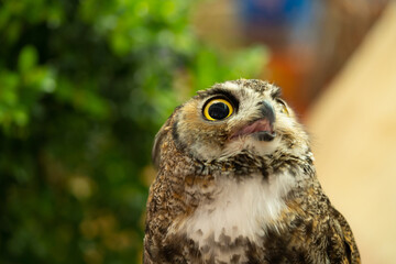 Eurasian owl (Bubo bubo) eagle owl, portrait of head and eyes