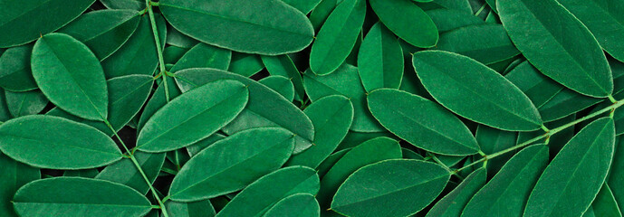 Fototapeta na wymiar Background with dark green leaves, fresh flat background