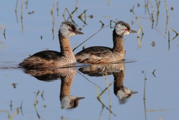 Dos patos nadan tranquilamente en el Jaaukanigás, Río Paraná, Santa Fe, Argentina
