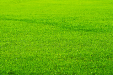 Naklejka na ściany i meble golf sport nature green grass in the field background