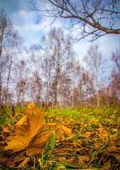 Fallen yellow maple leaf among birch leaves in a birch grove