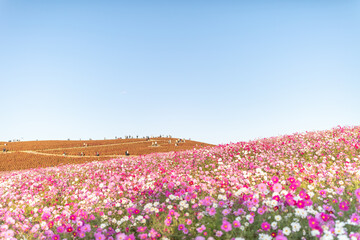 国営ひたち海浜公園のコスモスとコキア