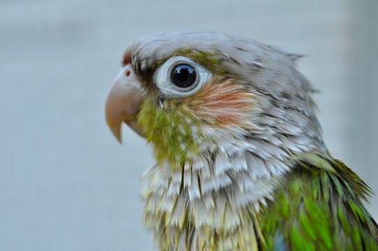 Close up of bird, parrot