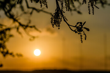 silhouette of a branch