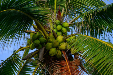 Coconut tree palm fresh fruit