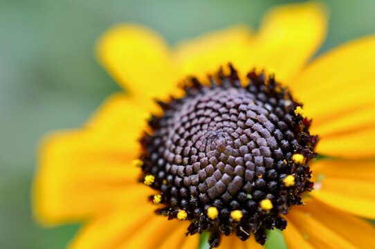 Black eyed Susan flower up close, macro