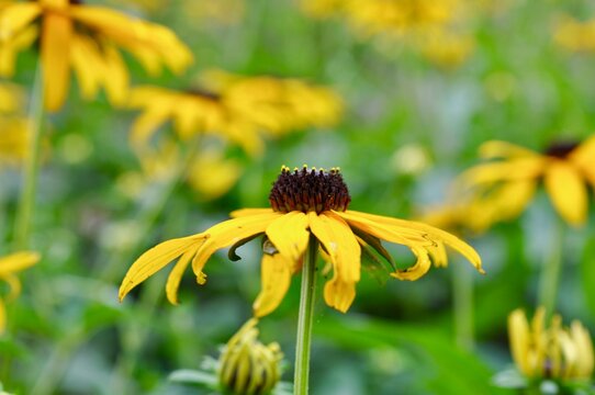 Black eyed Susan flowers