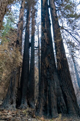 CZU Lightning Fire California - wildfire ravaging forests - obrazy, fototapety, plakaty