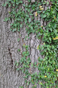 Tree covered with ivy vine
