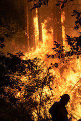 CZU Lightning Fire California - wildfire ravaging forests