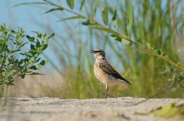 Obraz premium Wheatear(Oenanthe oenanthe) sits on the sand on a Sunny summer morning. Khanty-Mansiysk. Western Siberia. Russia.