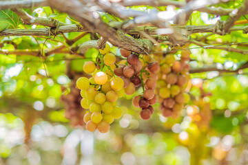 purple red grapes with green leaves on the vine. fresh fruits