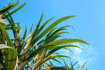 Beautiful green cane tree on blue sky, nature background theme