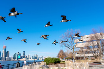 Fototapeta na wymiar birds in the city