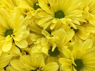 yellow chrysanthemum flowers