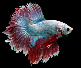 Beautiful movement of white red  Betta fish, Rhythmic close up of Siamese fighting fish, Betta...