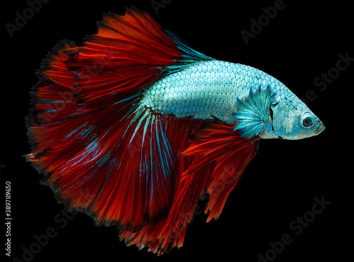 blue red betta fish