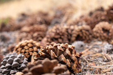 close up of pine cones