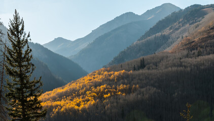 Golden Aspen Trees  on Sunshine Mountain, Uncompahgre National Forest, Colorado, USA