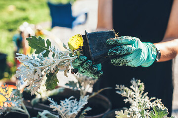 Close up photo of a caucasian woman with gloves potting flowers while working in the garden at home