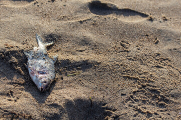 Dead fish on the sand