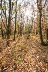 Autumn deciduous forest. City Park. Stavropol. Caucasus.