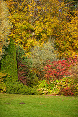 autumn garden with nice trees