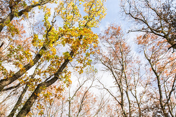 Autumn deciduous forest. City Park. Stavropol. Caucasus.